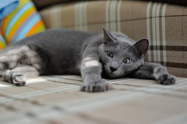 cat sleeping