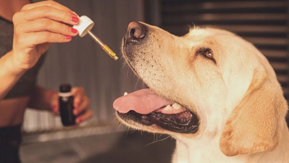 administering cbd to a dog